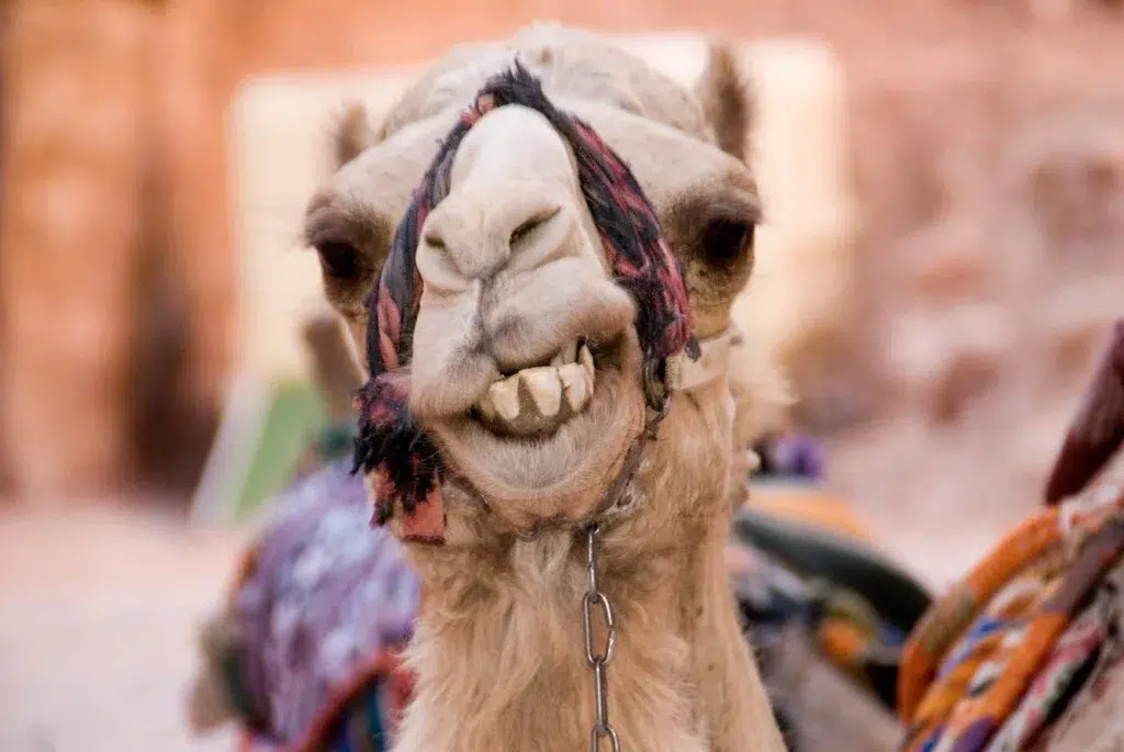 Pack animal, Working animal, documentary photography by Josh Edelson/AFP