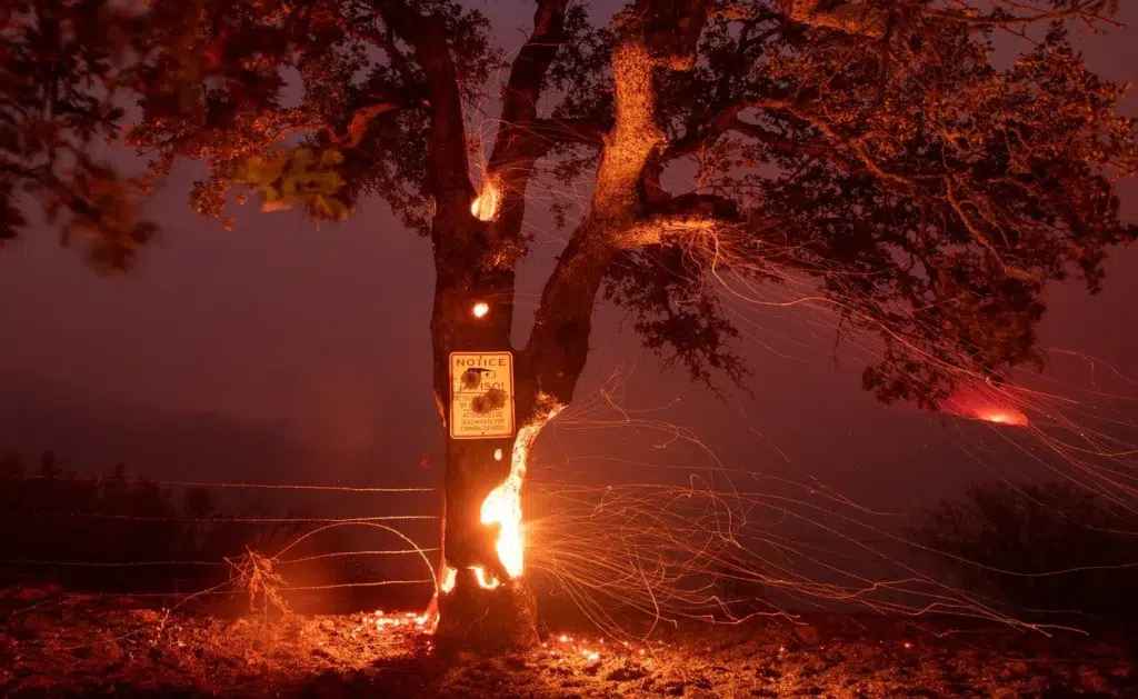What Trump gets dangerously wrong about the wildfires (opinion), photo by Josh Edelson/AFP