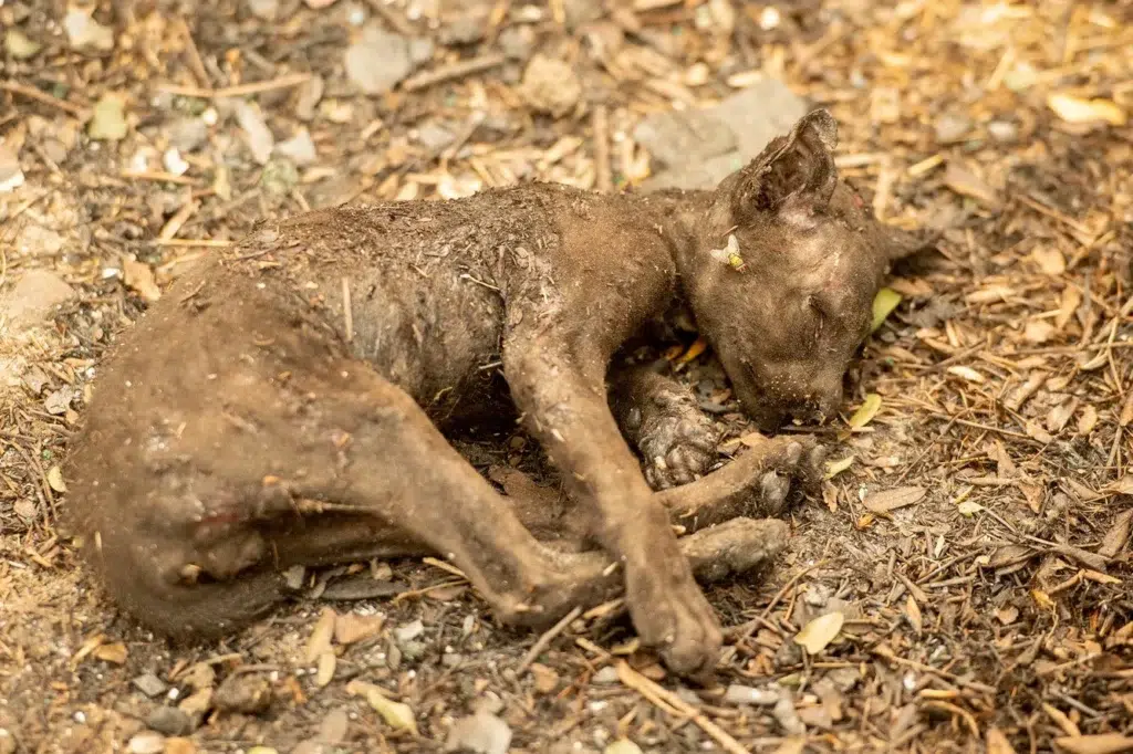 California wildfire documentary photography by Josh Edelson, AFP photojournalist
