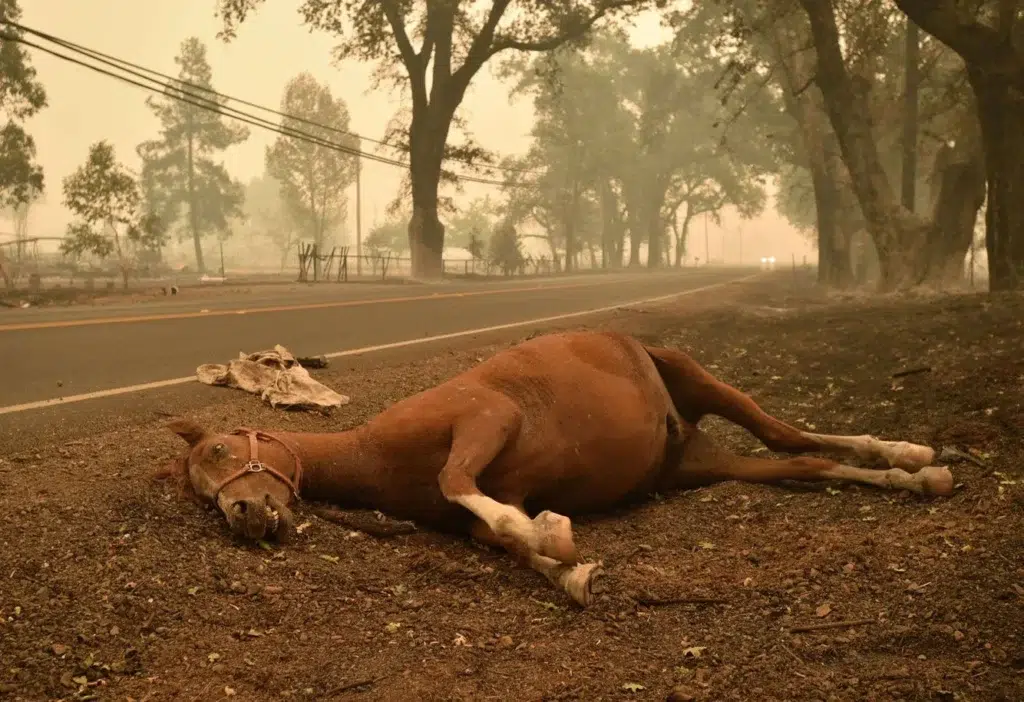 California wildfire documentary photography by Josh Edelson, AFP photojournalist