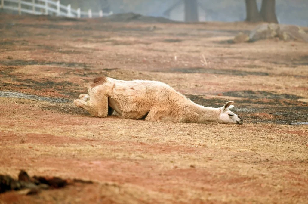Veterinarios atienden a animales que sufrieron quemaduras en los ..., photo by Josh Edelson/AFP