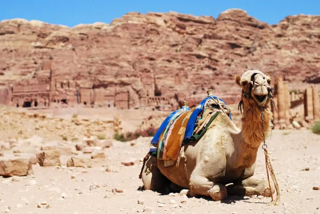 Pack animal, Working animal, documentary photography by Josh Edelson/AFP