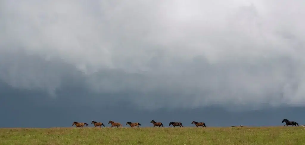 Working animal, Dairy cattle, documentary photography by Josh Edelson/AFP