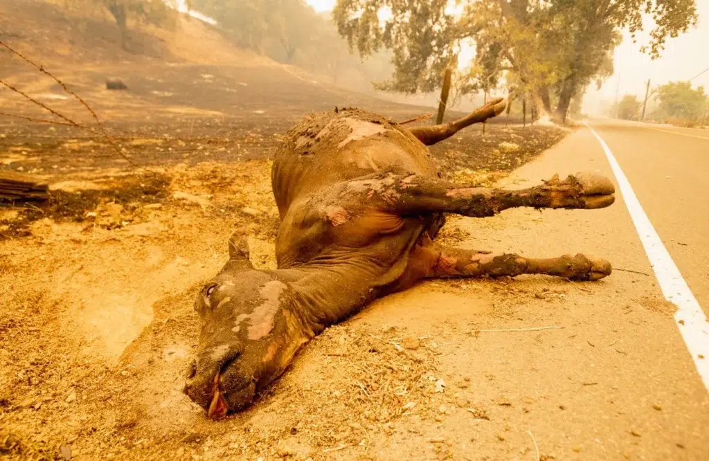 California wildfire documentary photography by Josh Edelson, AFP photojournalist
