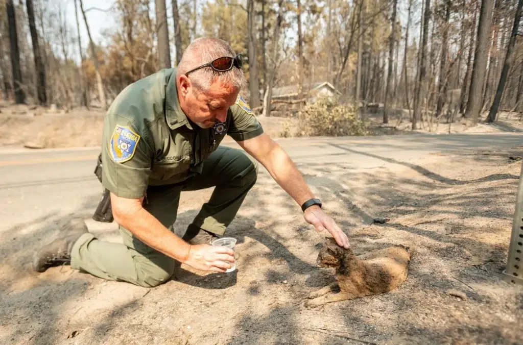 Wildlife biologist, documentary photography by Josh Edelson/AFP