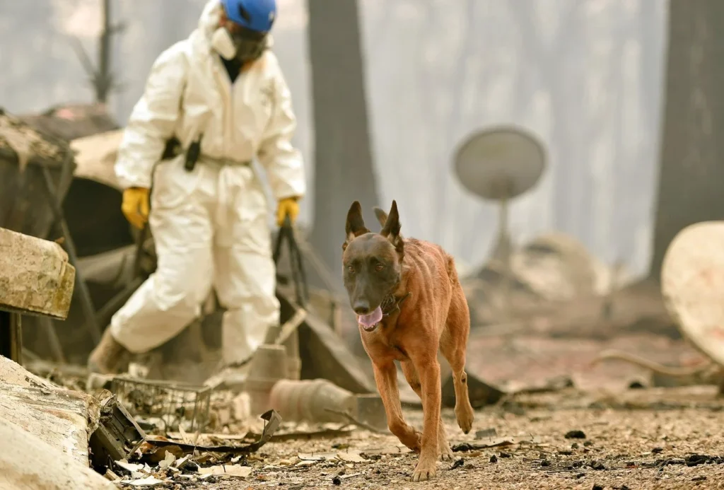 Dog lover, Dog training, American Standard Dog Training, documentary photography by Josh Edelson/AFP