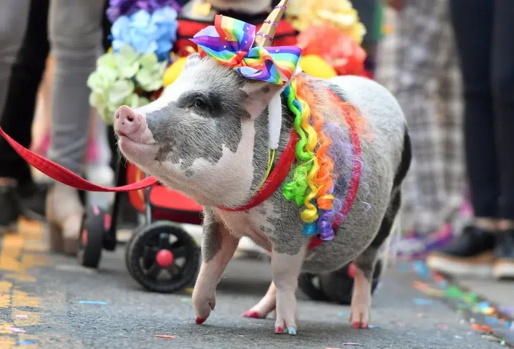 The Joy of Pigs | Pig Facts, photo by Josh Edelson/AFP