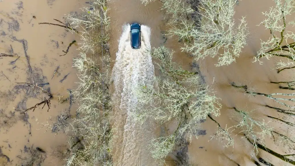 General Sherman Tree, Giant sequoia, One Tree Planted, documentary photography by Josh Edelson/AFP