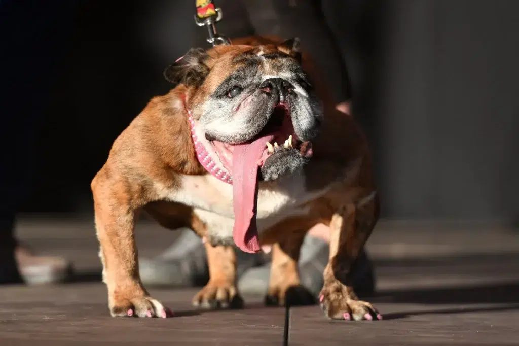 Zsa Zsa the English bulldog wins world's ugliest dog competition, photo by Josh Edelson/AFP