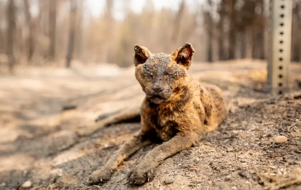 Sulimov dog, Red wolf, documentary photography by Josh Edelson/AFP