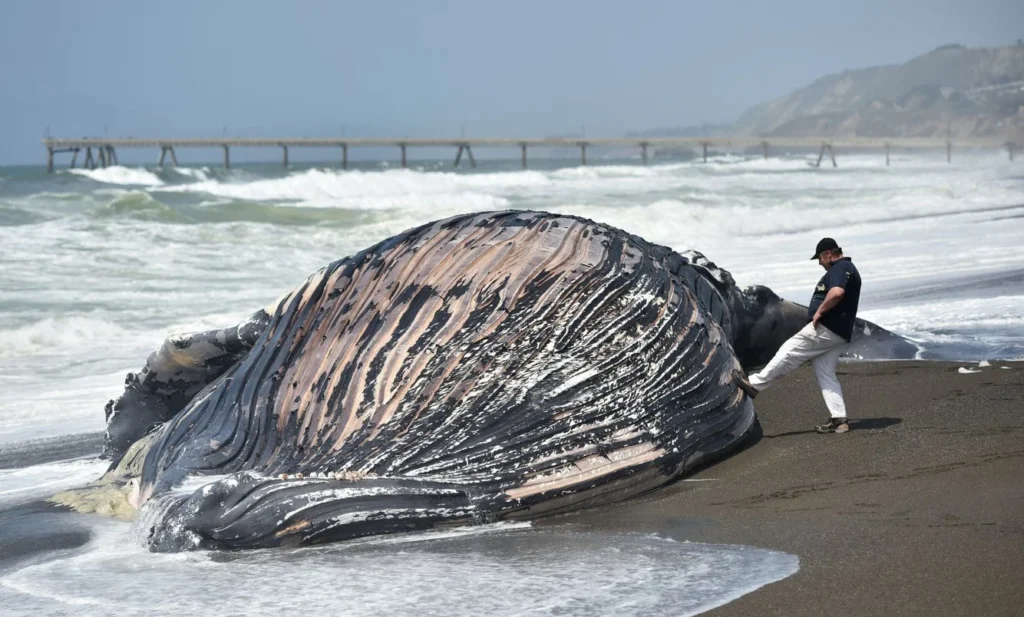 Why are so many whales dying on California's shores?, photo by Josh Edelson/AFP