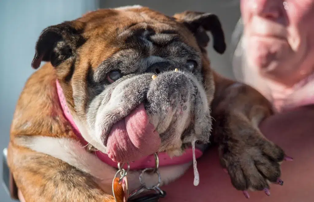Meet the Past Winners of the World's Ugliest Dog Contest, photo by Josh Edelson/AFP