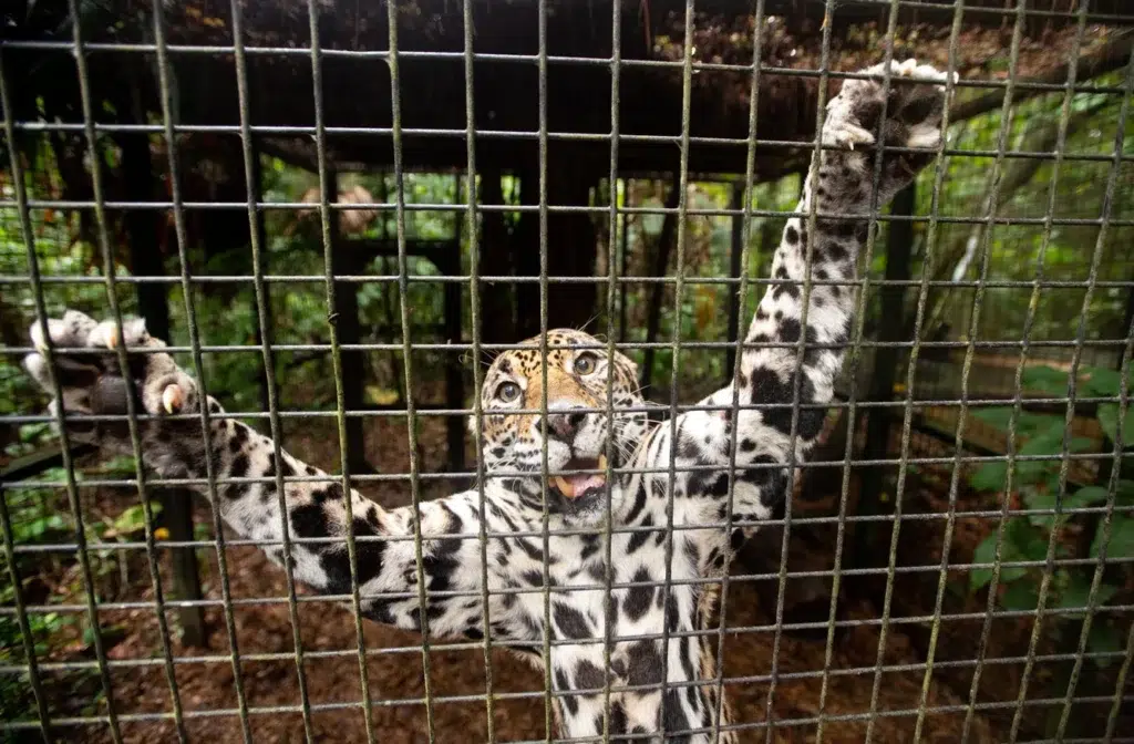 African leopard, Snow leopard, Big cat, documentary photography by Josh Edelson/AFP