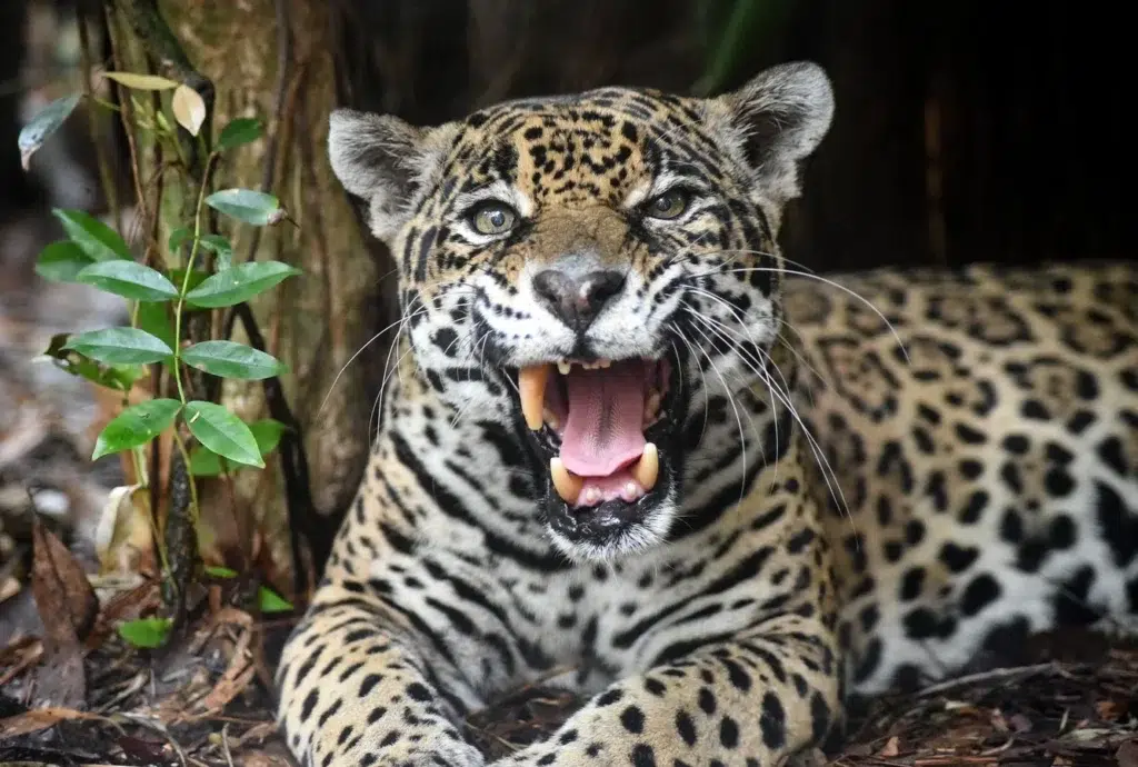 African leopard, Snow leopard, SEPECAT Jaguar, documentary photography by Josh Edelson/AFP