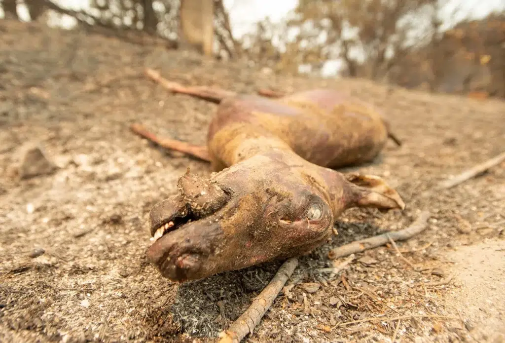 Domestic pig, documentary photography by Josh Edelson/AFP