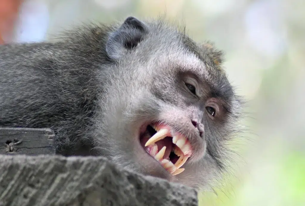 New World monkeys, New World, documentary photography by Josh Edelson/AFP