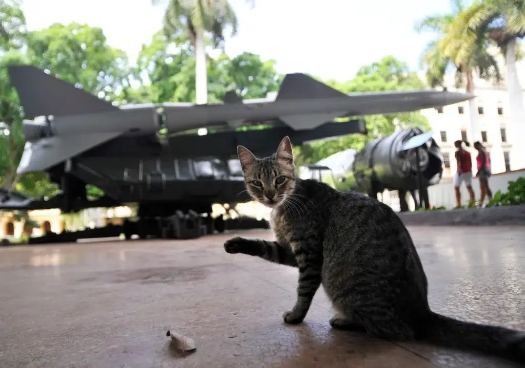 Jet aircraft, Tabby cat, Aerospace manufacturer, documentary photography by Josh Edelson/AFP