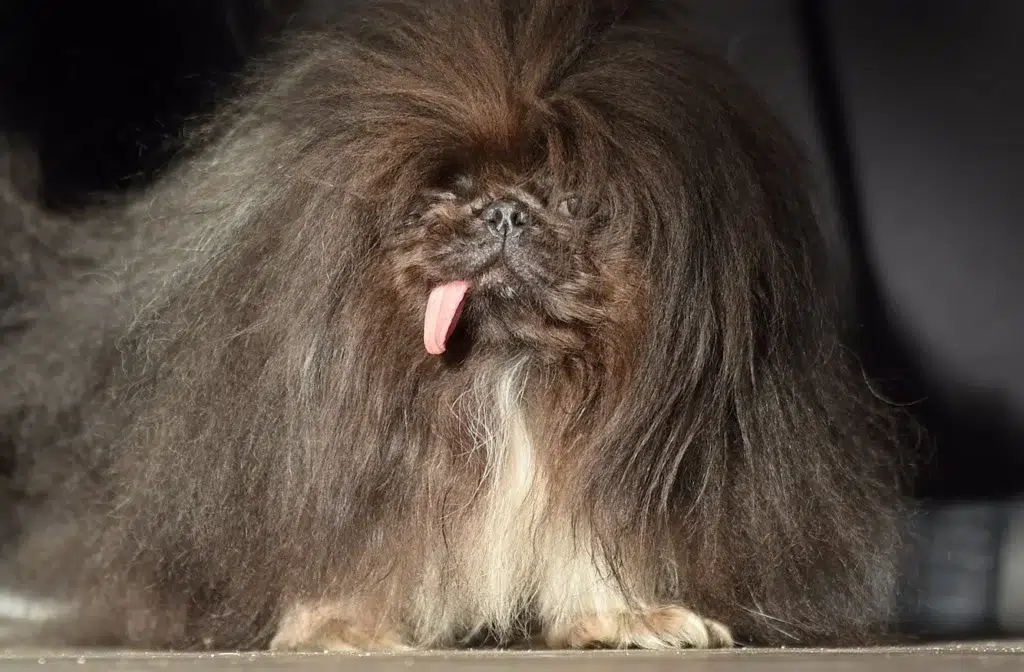 Wild Thang, a Pekingese, walks on stage during The World's Ugliest..., photo by Josh Edelson/AFP