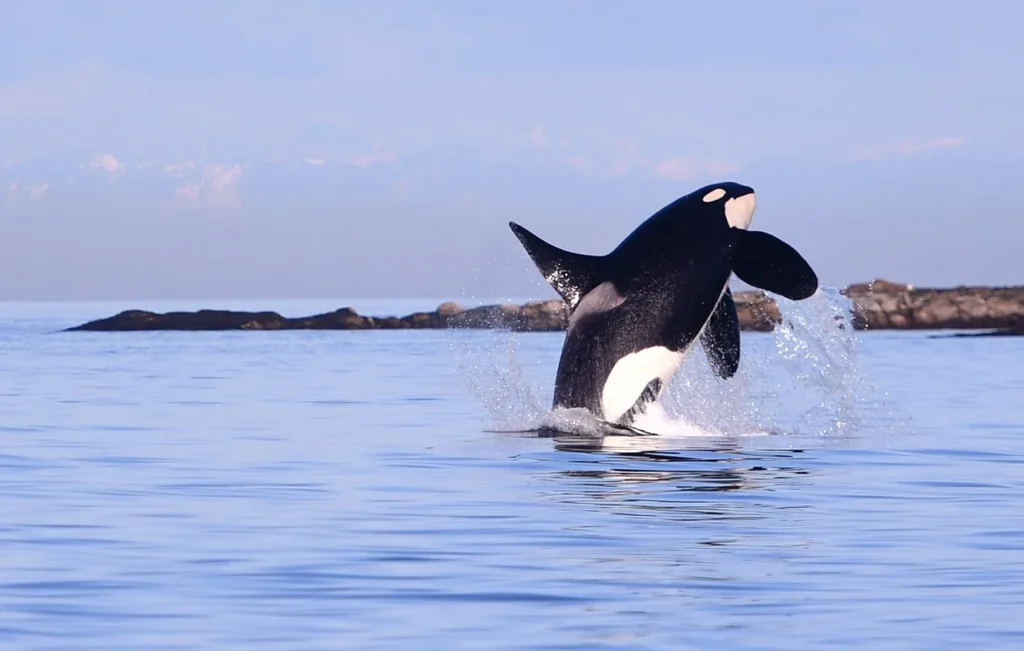 Blue whale, Pygmy killer whale, Sperm whale, documentary photography by Josh Edelson/AFP