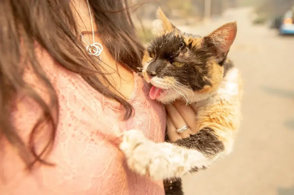 Sleepy Cat Yawning Big Cute Moment, photo by Josh Edelson/AFP