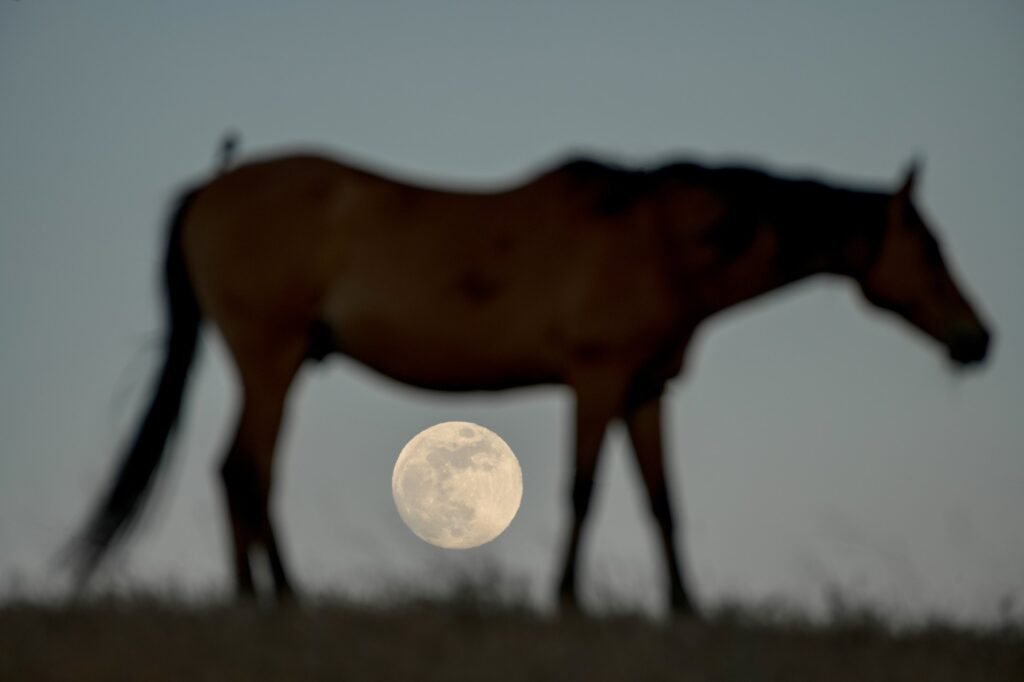 A horse silhouetted in front of a full moon, photographed by Josh Edelson