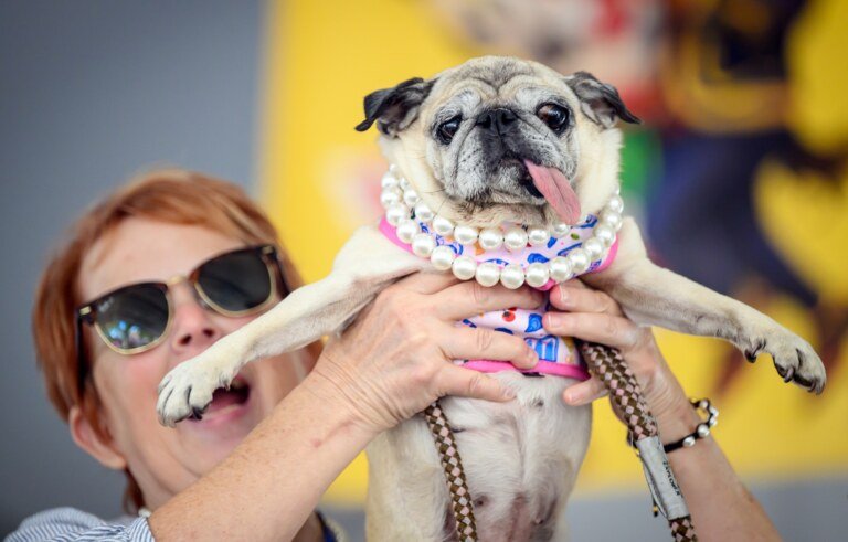 Jinny Lu, a pug rescue, wins first place during the World's Ugliest Dog Competition in Santa Rosa, California on August 14, 2026. (Josh Edelson / AFP)