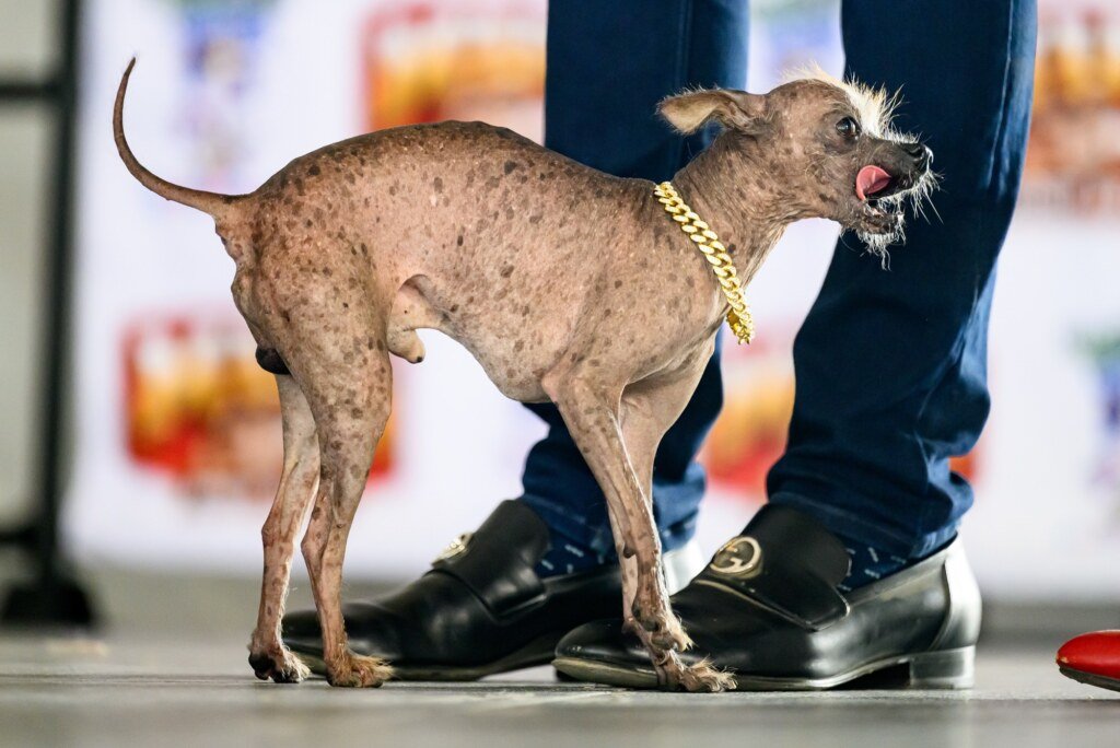 Little Prince Wonder, a Chinese crested, walks the stage during the World's Ugliest Dog Competition in Santa Rosa, California on August 14, 2026. (Josh Edelson / AFP)
