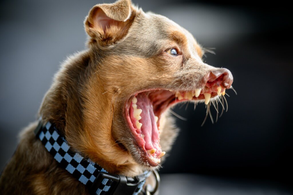 Otto, a chihuahua mix, is shown on stage during the World's Ugliest Dog Competition in Santa Rosa, California on August 14, 2026. (Josh Edelson / AFP)