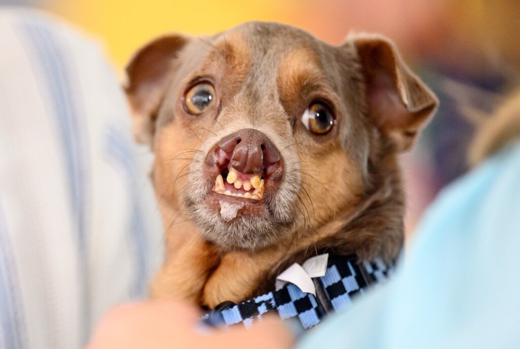 Otto on stage during the World's Ugliest Dog Competition in Santa Rosa, California on August 14, 2026. (Josh Edelson / AFP)