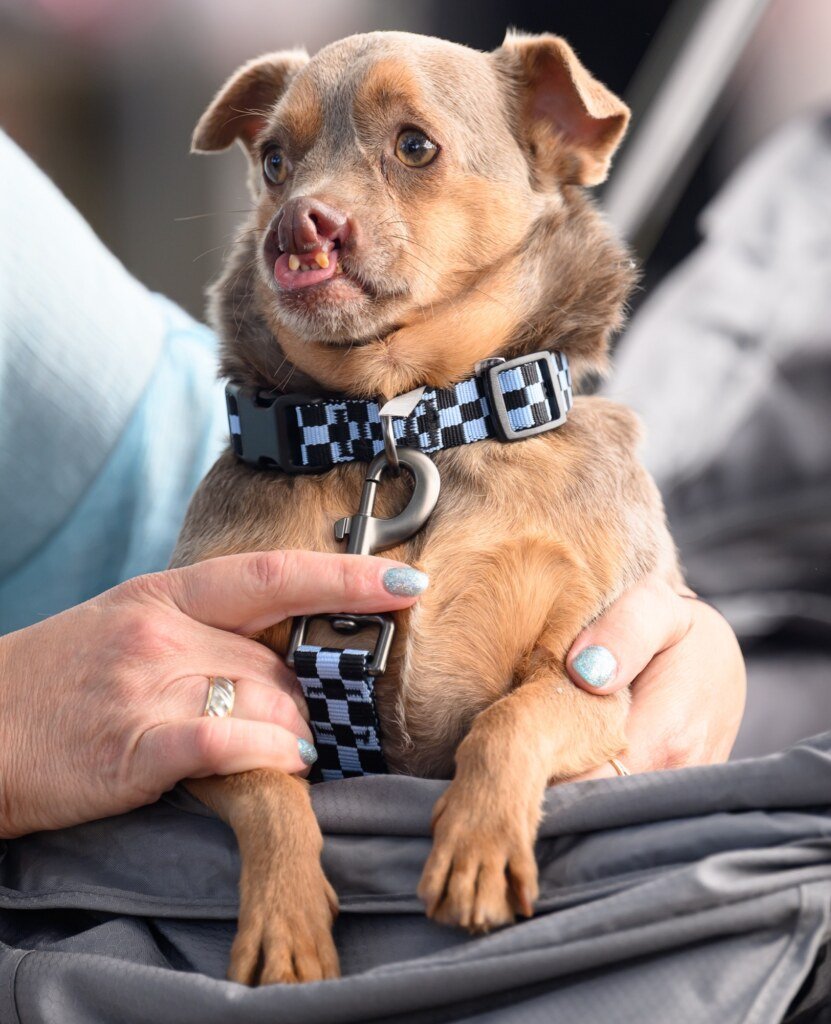Otto, third-place finisher at the World's Ugliest Dog Competition in Santa Rosa, California on August 14, 2026. (Josh Edelson / AFP)