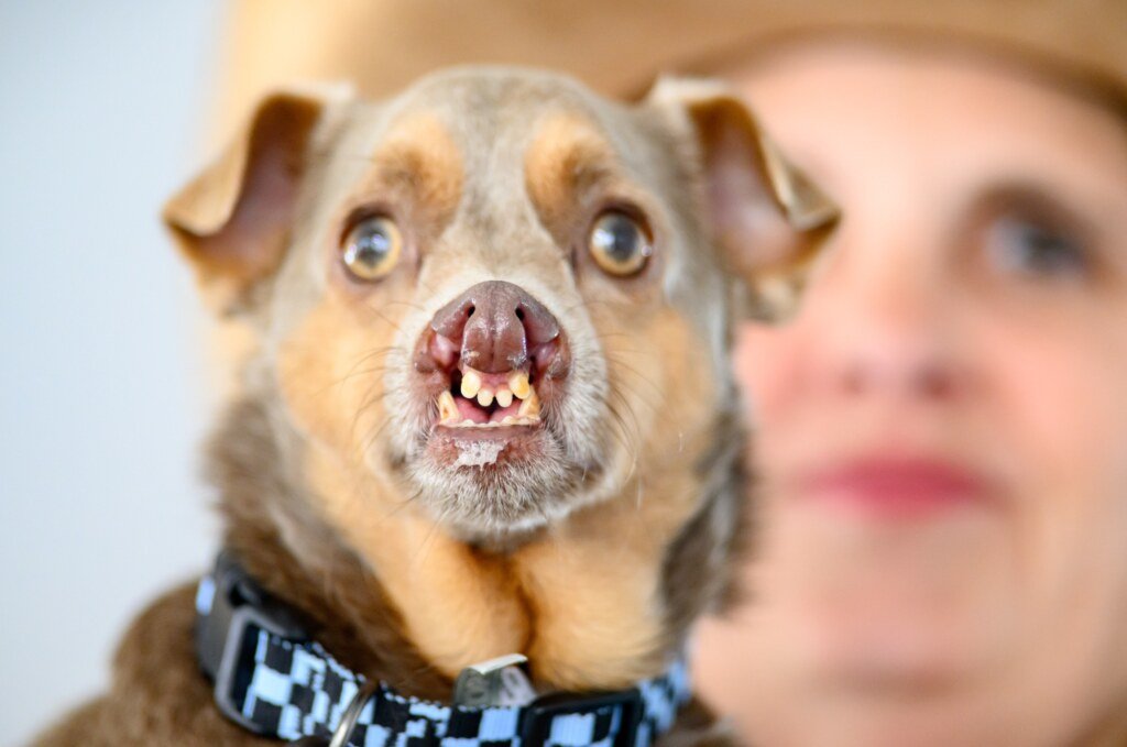 Otto, a chihuahua mix with a severe double cleft lip and cleft palate, took third place at the World's Ugliest Dog Competition in Santa Rosa, California on August 14, 2026. (Josh Edelson / AFP)