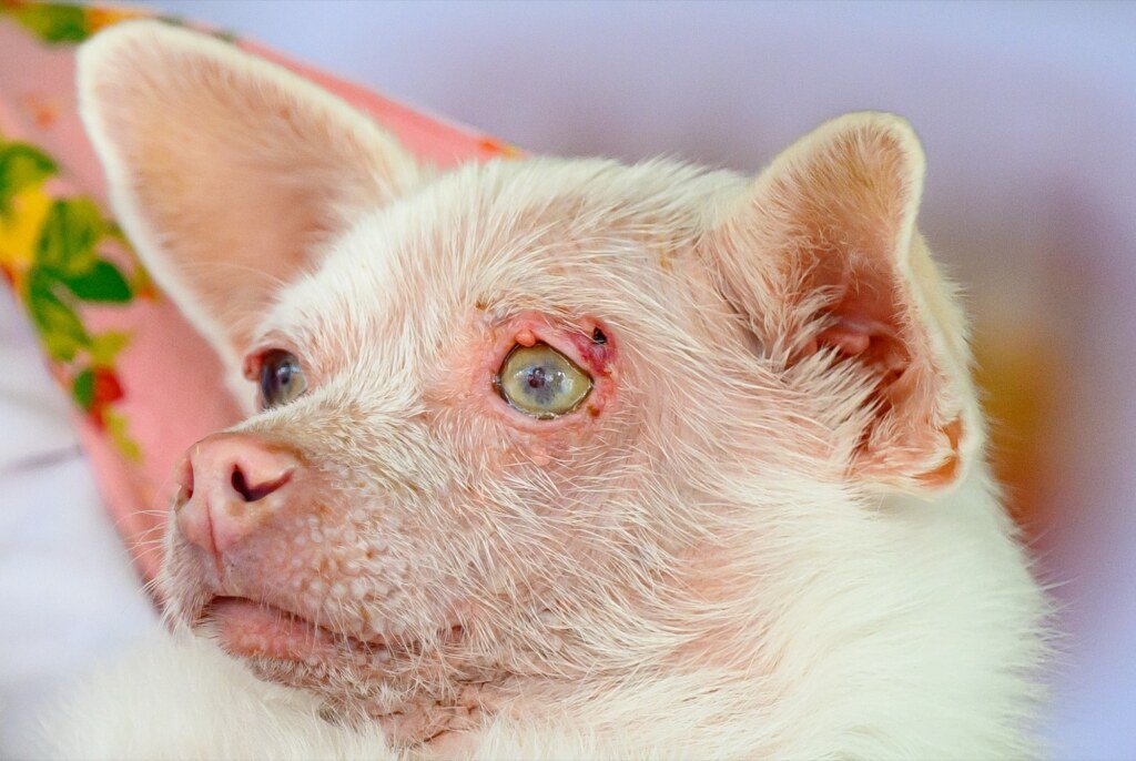 Pinky, an albino Pomeranian chihuahua, takes second place during the World's Ugliest Dog Competition in Santa Rosa, California on August 14, 2026. (Josh Edelson / AFP)